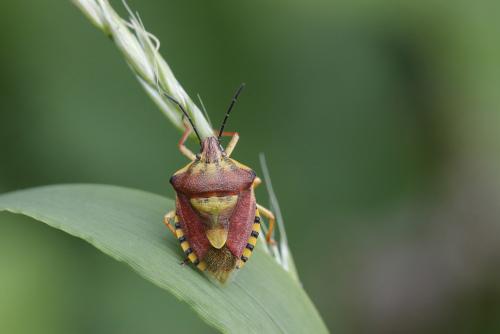 Carpocoris pudicus